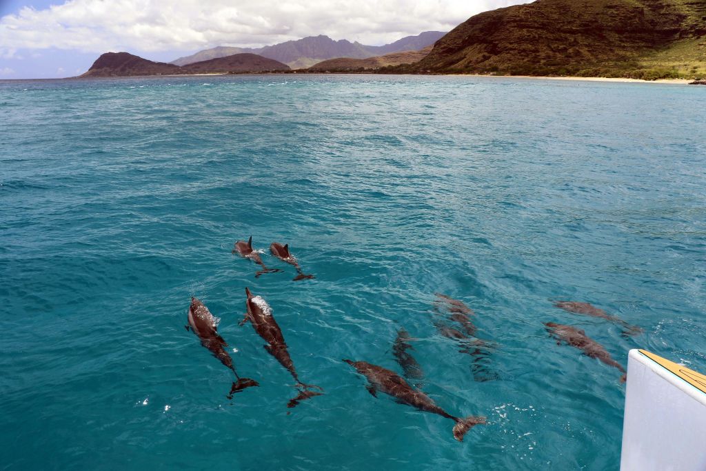 부분적으로 흐린 하늘 아래 산악 지형의 해안선을 배경으로 맑고 푸른 물에서 헤엄치는 돌고래의 꼬투리.