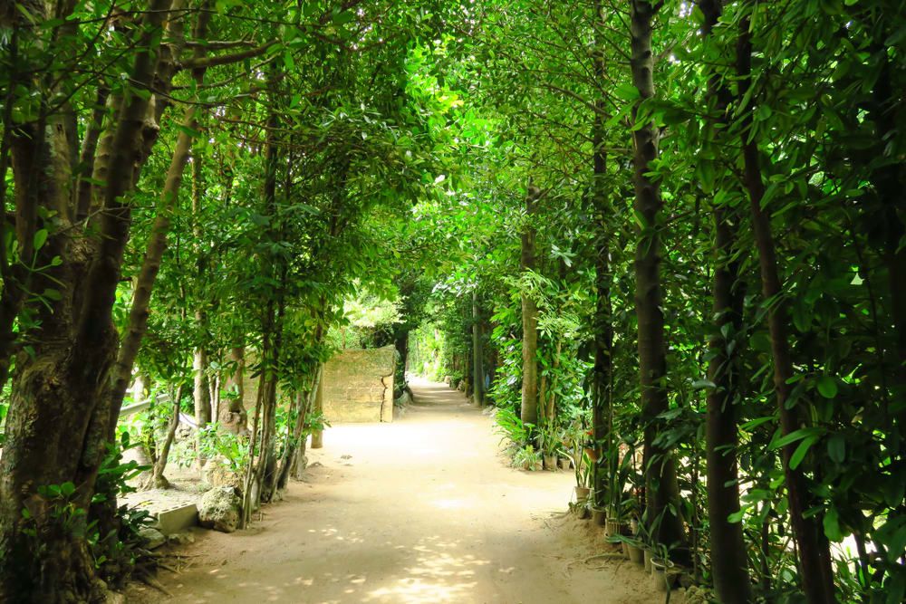 Fukugi Tree Road