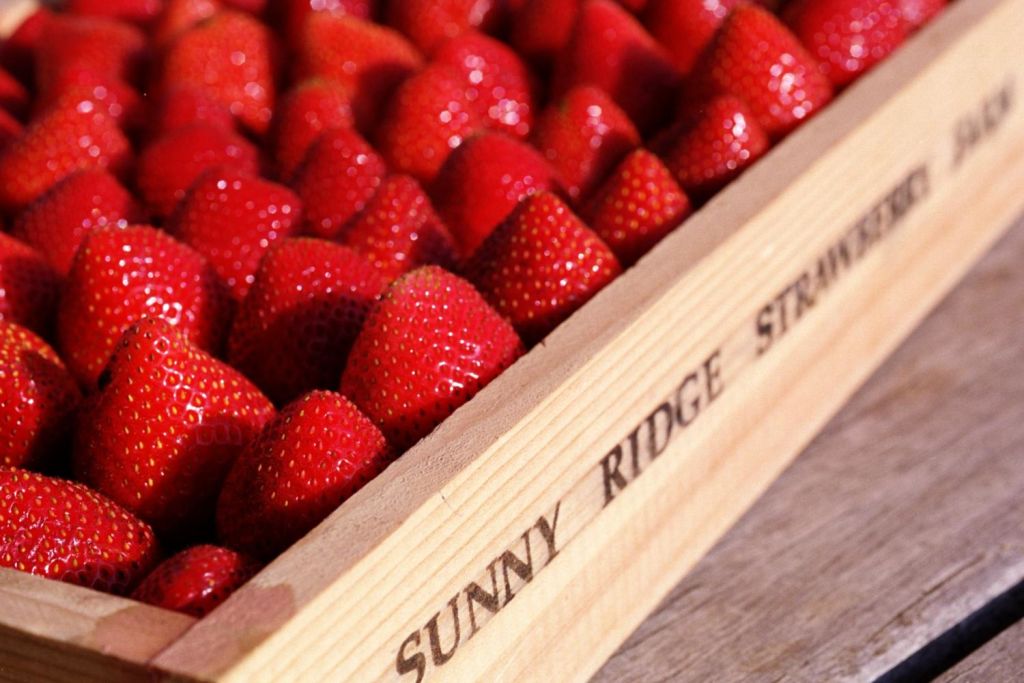 Sunnyridge Strawberry Farm - Australia's largest strawberry producer