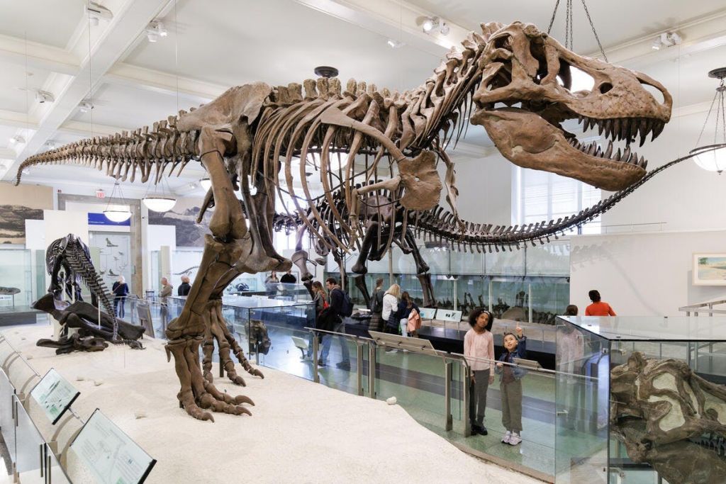 박물관 방문객들은 티라노사우루스 렉스 (Tyrannosaurus rex) 의 커다란 해골 전시관을 배경으로 정보 전시물과 다른 유물들을 감상할 수 있습니다.
