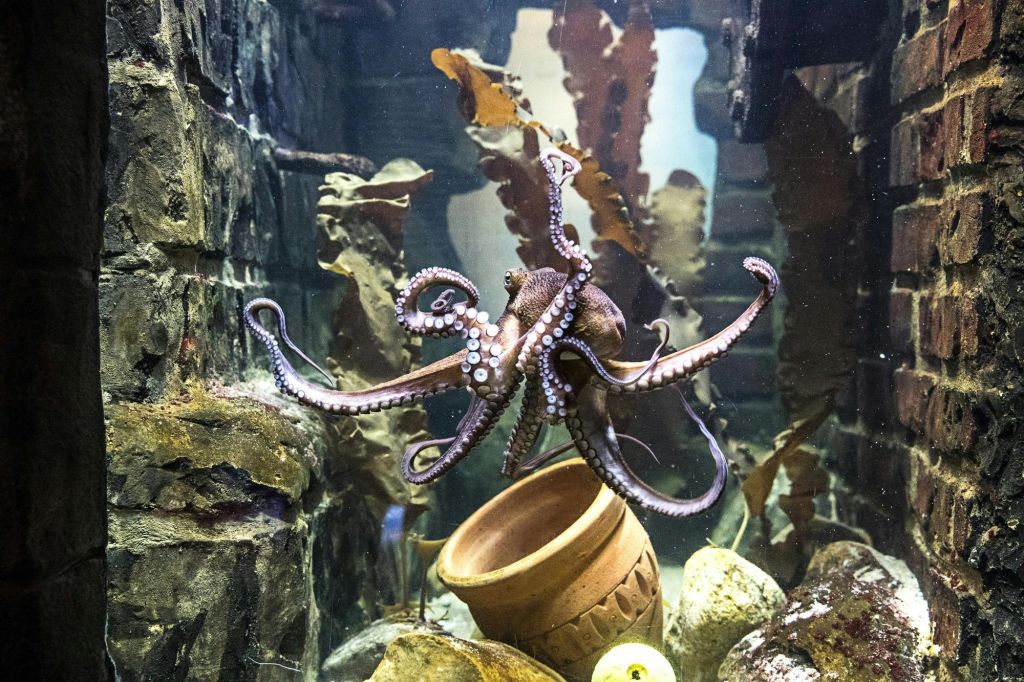 문어는 바위, 해초, 작은 테라코타 냄비로 둘러싸인 수족관 내부에 촉수를 퍼뜨립니다.