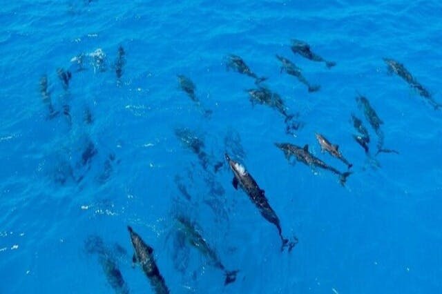 마르사알람돌고래