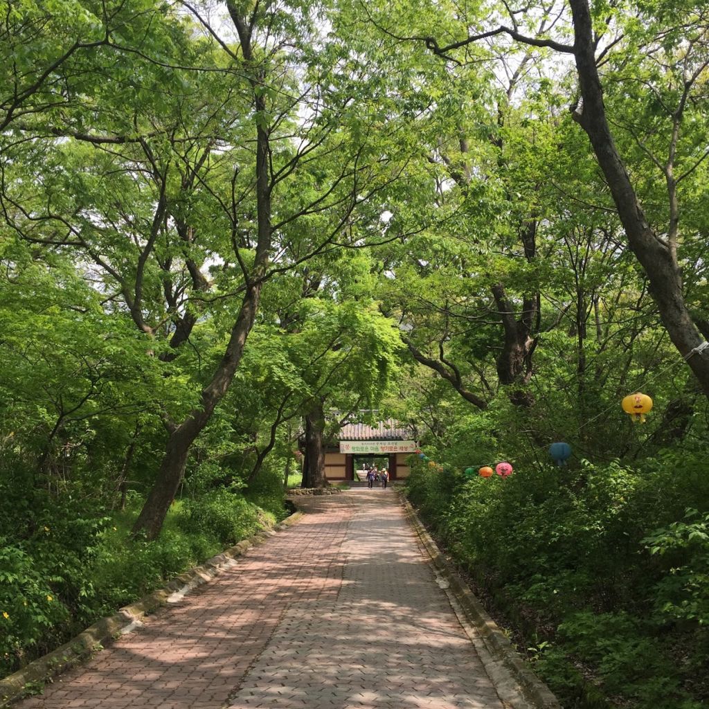 갑사 가는 길. 4월말에 가면 노오란 황매화가 가득해요