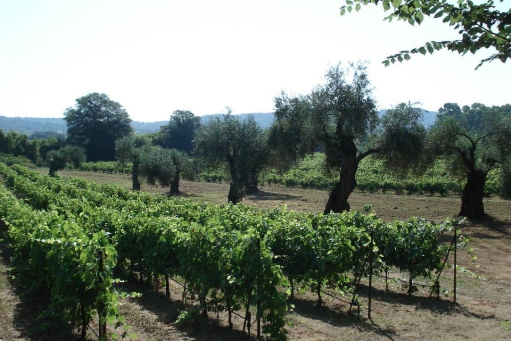 청명한 하늘 아래 울창한 포도밭에 포도나무와 올리브 나무가 줄지어 있습니다. 저 멀리 언덕과 나무들이 배경으로 보입니다.