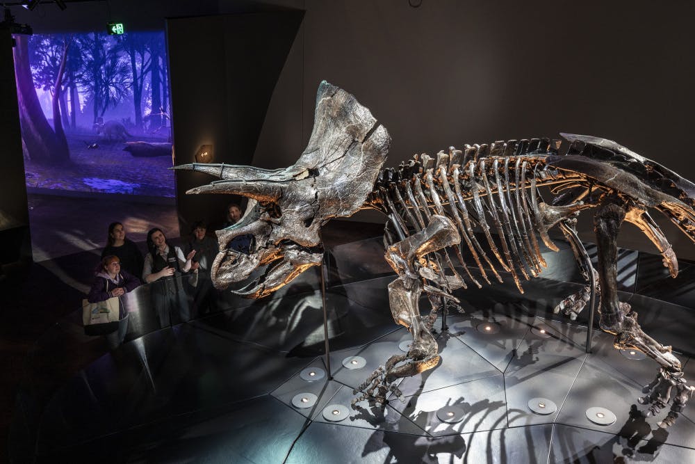 박물관에서 열리는 트리케라톱스 해골 전시회. 사람들은 숲을 배경으로 난간 뒤에서 관찰합니다.