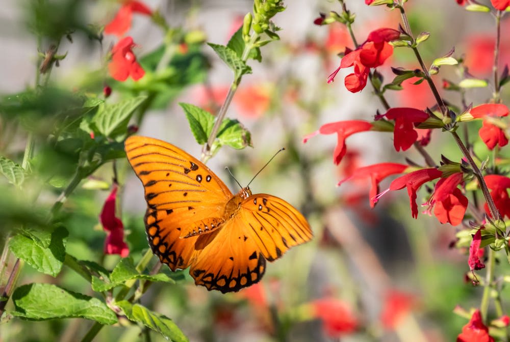붉은 꽃으로 둘러싸인 녹색 식물 위에 검은 반점이 있는 주황색 나비가 놓여 있습니다.
