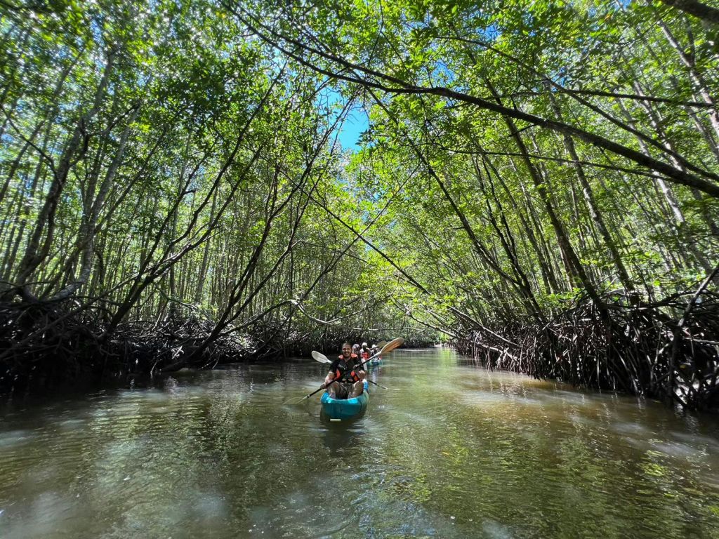 고요하고 좁은 수로를 따라 빽빽하고 푸른 맹그로브 나무가 우거진 캐노피 아래에서 푸른 카약을 타는 사람들.
