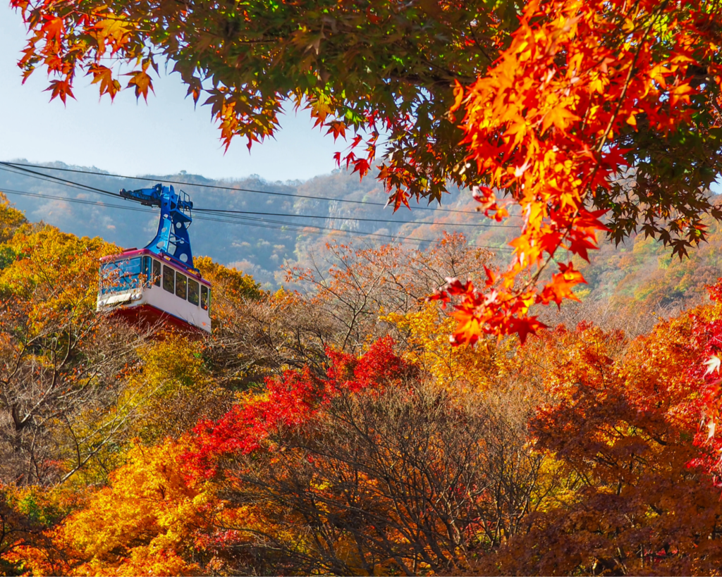 Beautiful Maple Leaves | Seoraksan & Cable Car Day Tour