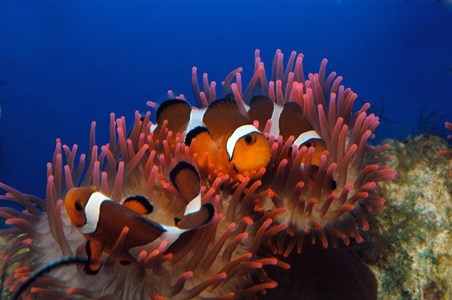 맑고 푸른 물 속에서 바다 아네모네의 촉수 사이를 헤엄치는 광어.