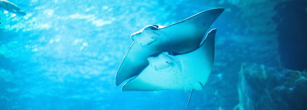 맑고 푸른 물에서 함께 수영하는 두 마리의 쥐가오리.