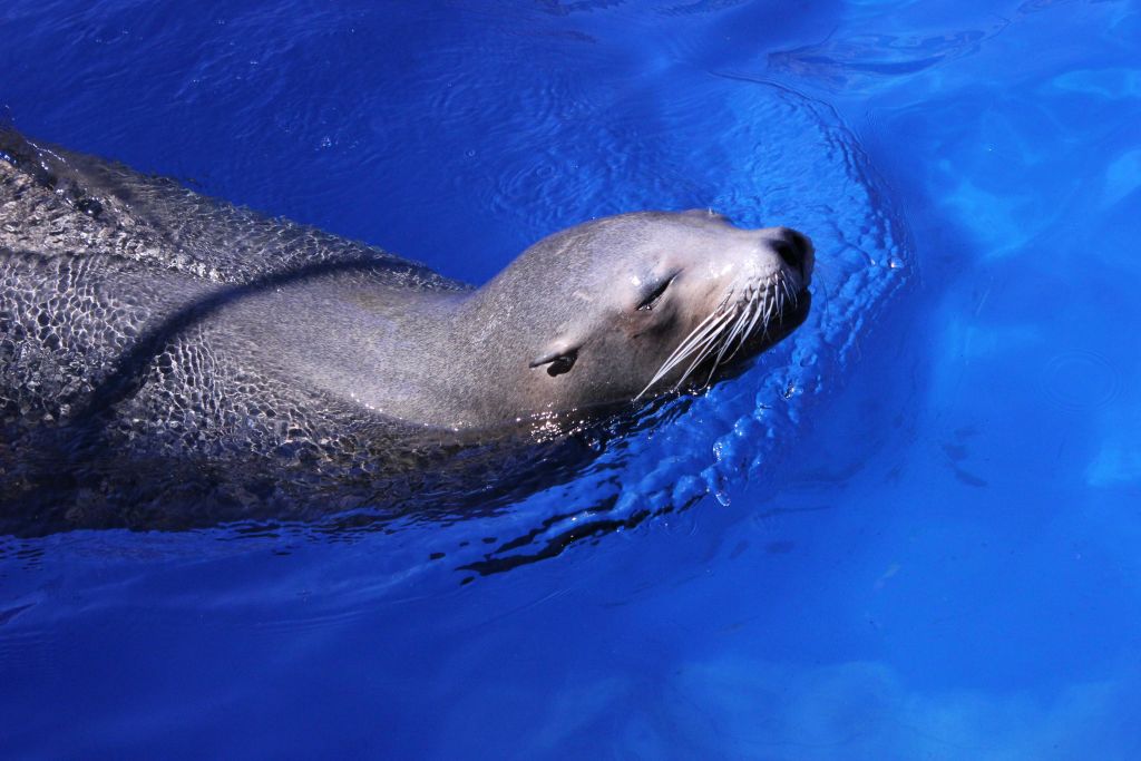 푸른 물 위로 고개를 들고 헤엄치는 바다사자.