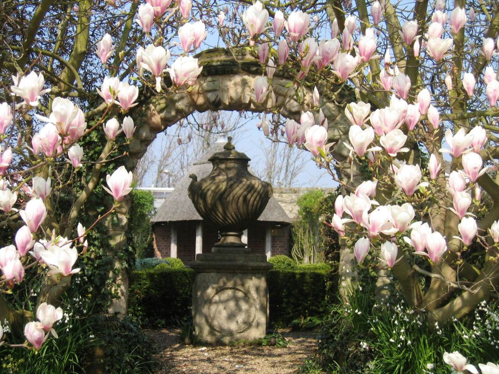분홍색 목련이 흐드러지게 피어 있는 석조 아치형 통로로, 정원 장식의 받침대에 장식용 항아리가 있습니다.