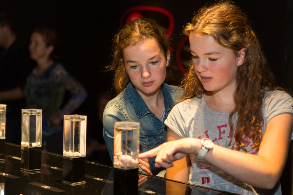 다양한 발달 단계의 배아