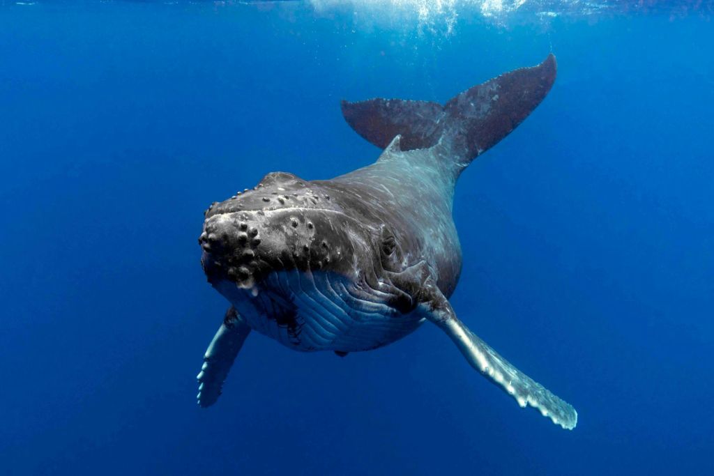 파란색의 맑은 바닷물로 둘러싸인 머리와 오리발이 보이는 혹등고래가 물속에서 헤엄치고 있습니다.