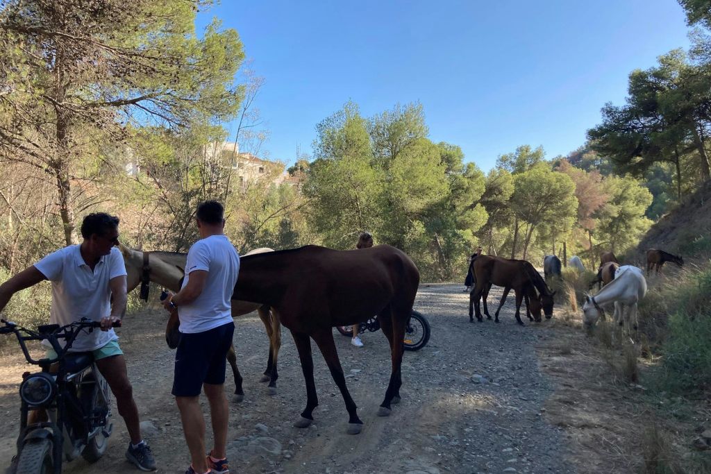 맑고 푸른 하늘 아래 나무로 둘러싸인 흙길에 서서 말을 타고 있는 사람들.