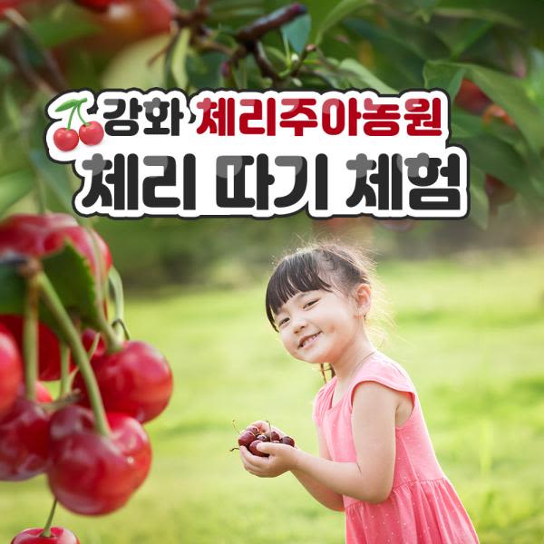 [강화] 체리주아농원 체리따기체험
