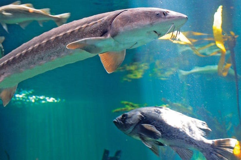 밴쿠버아쿠아리움