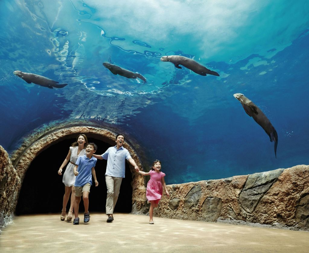 4인 가족이 수중 터널을 거닐며 그 위에서 여러 개의 수영용 바다표범을 관찰합니다.