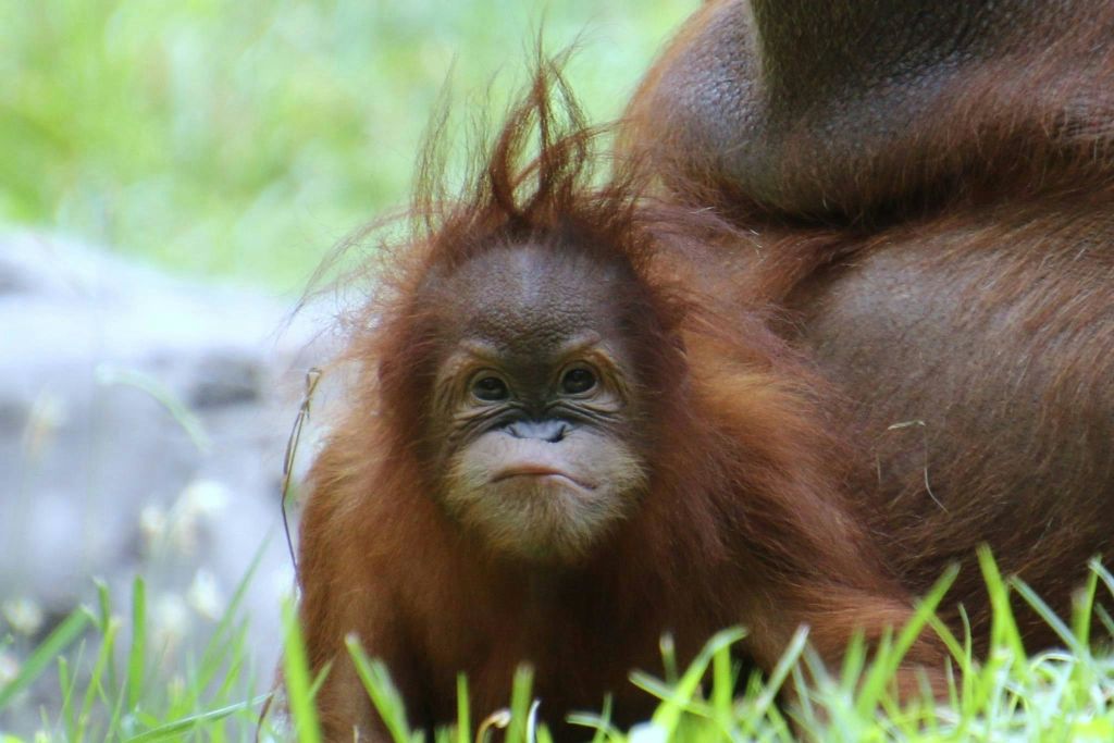 애틀란타 동물원
