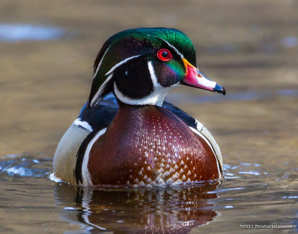 붉은 눈동자와 무지개 빛깔의 녹색과 보라색 깃털을 가진 알록달록한 오리가 잔잔한 물 위에 떠 있습니다.