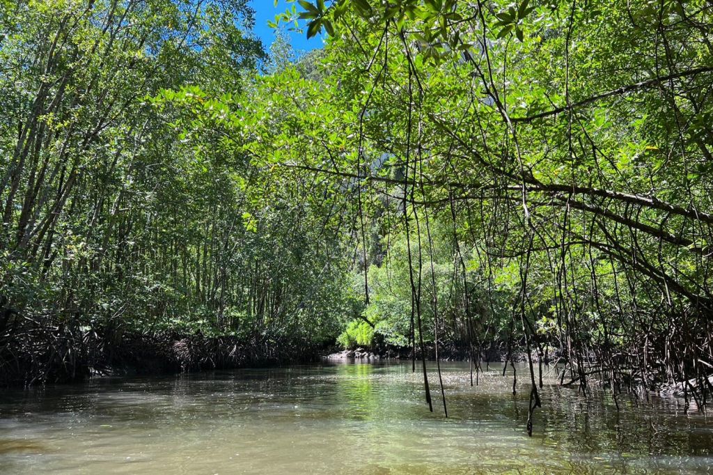세계적으로 유명한 아오탈란 카약, 맹그로브 나무, 바다, 산, 맹그로브의 풍부한 자연 생태계 체험