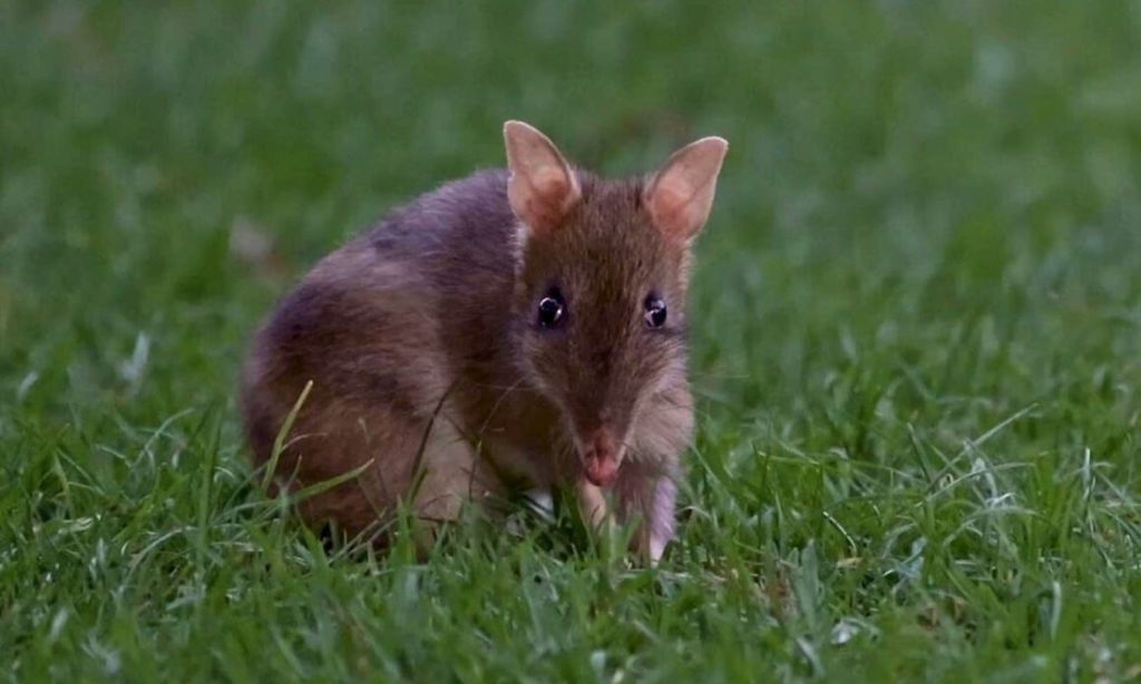 갈색 털과 커다란 귀가 있는 작은 설치류가 녹색 잔디 위에 서서 카메라를 바라보고 있습니다.