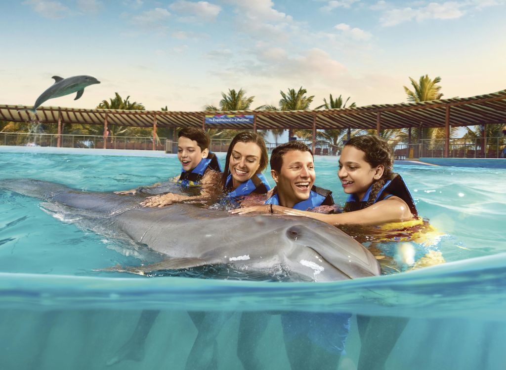 구명조끼를 입은 네 명이 야자수와 목조 구조물을 배경으로 수영장에서 돌고래와 교감하며 미소를 짓고 있습니다.