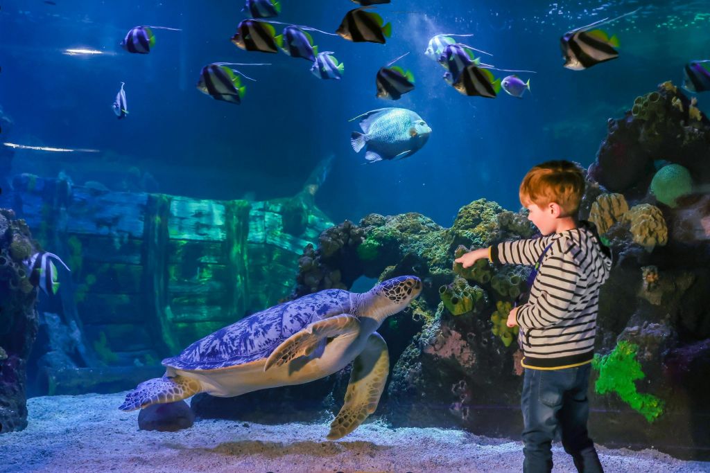 한 어린이가 알록달록한 물고기와 산호로 둘러싸인 수족관의 커다란 바다 거북을 가리킵니다.