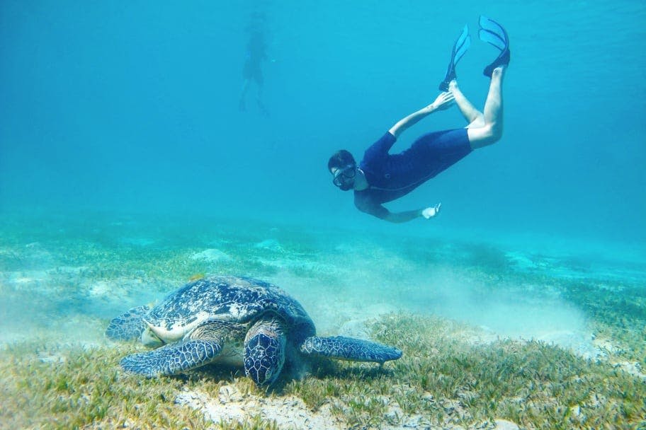 마르사 무바라크의 바다 거북