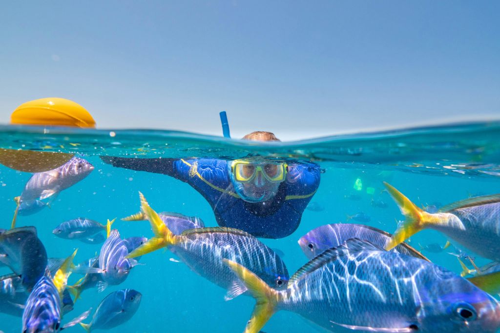 파란색 장비를 착용한 스노클러가 밝은 하늘 아래 맑은 청록색 바다에서 형형색색의 물고기 사이를 헤엄치고 있습니다.