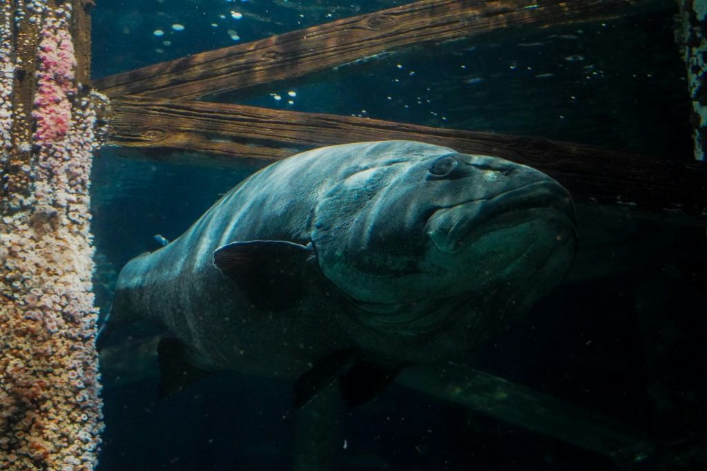 아쿠아리움 오브 더 베이