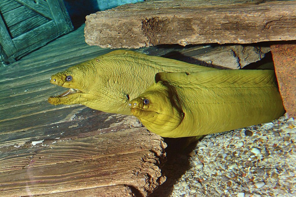 리플리스아쿠아리움오브더스모키스