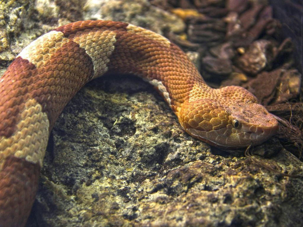 갈색과 황갈색의 무늬가 있는 구리 머리 뱀이 바위 표면에 놓여 있습니다.