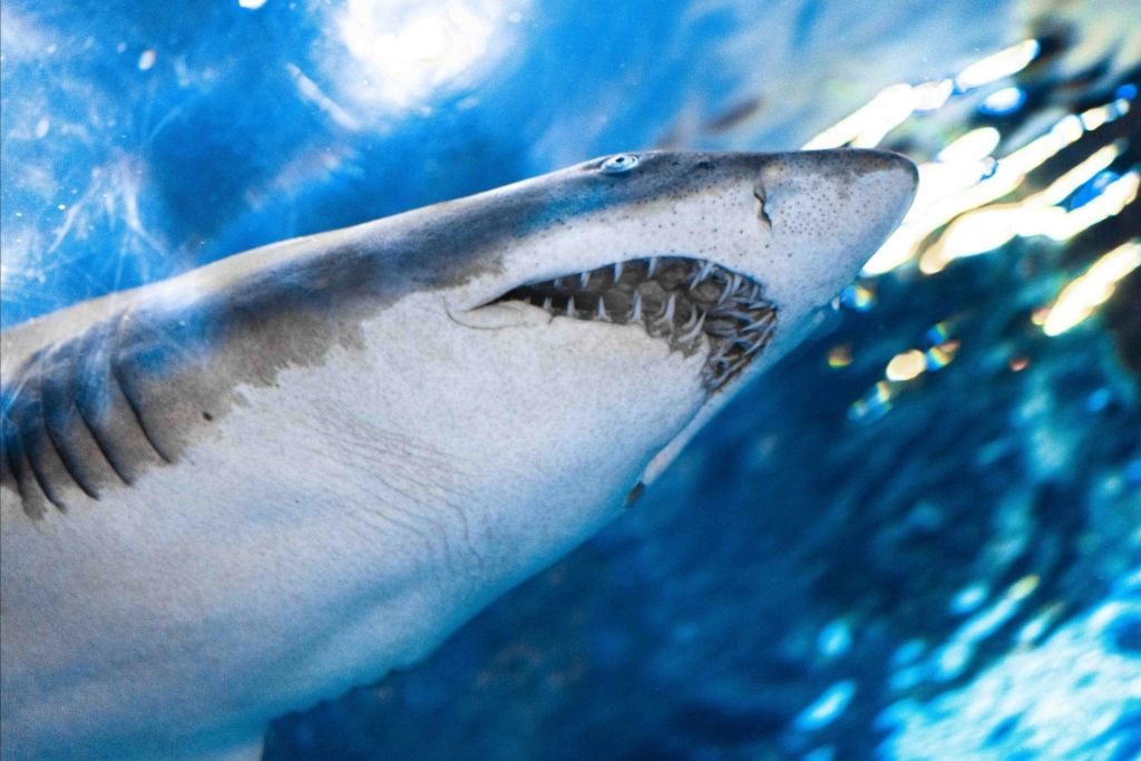 리플리스아쿠아리움오브더스모키스