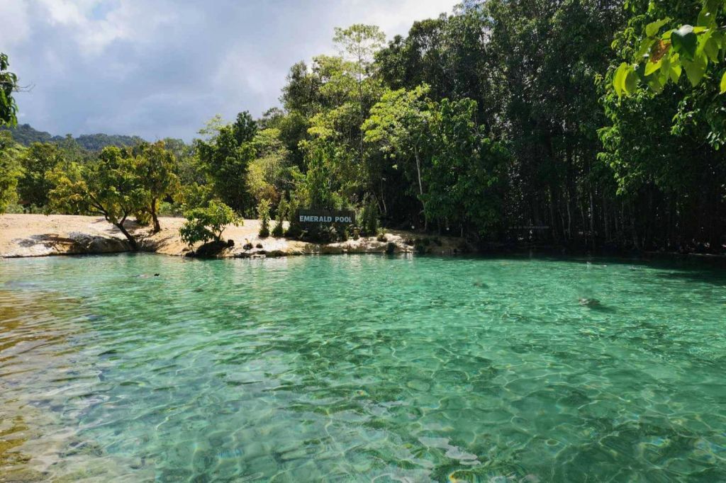 울창한 숲 속에 숨겨진 미네랄 풀