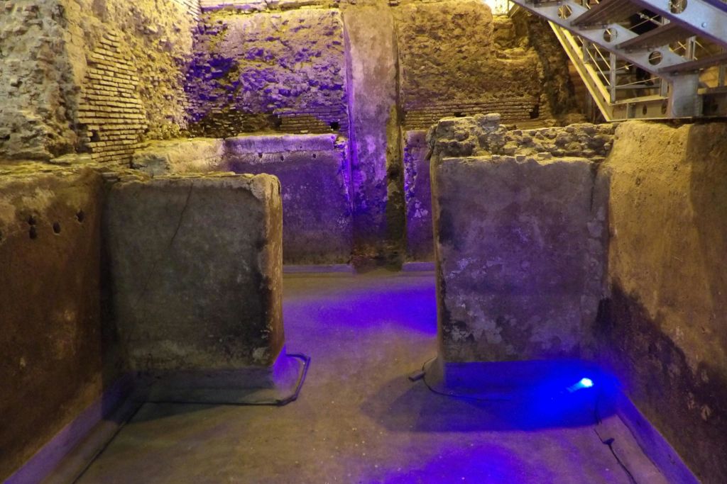 비쿠스 카프라리우스