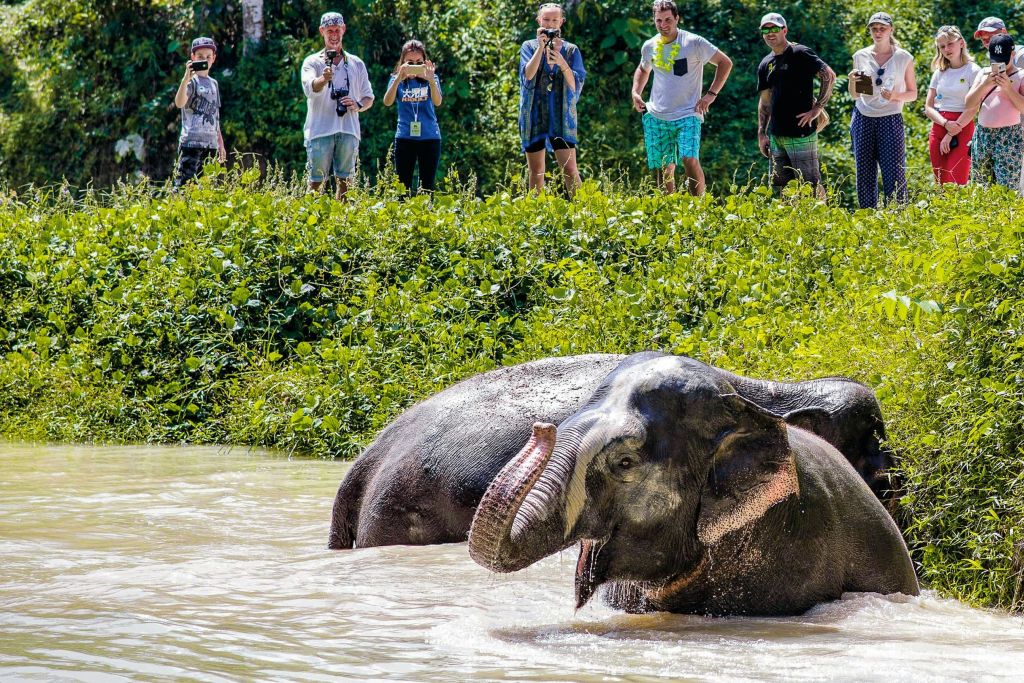 두 마리의 코끼리가 강에서 목욕을 하고 한 무리의 사람들이 강둑에 서서 사진을 찍고 있습니다. 빽빽한 녹음이 현장을 둘러싸고 있습니다.