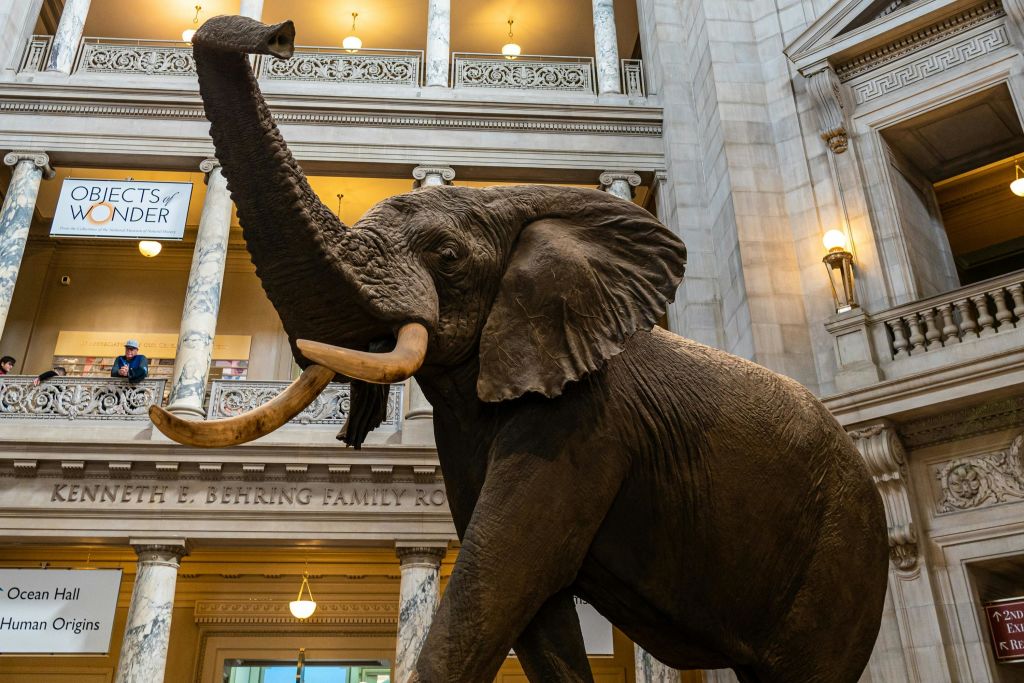 자연사에서 만나는 코끼리 헨리