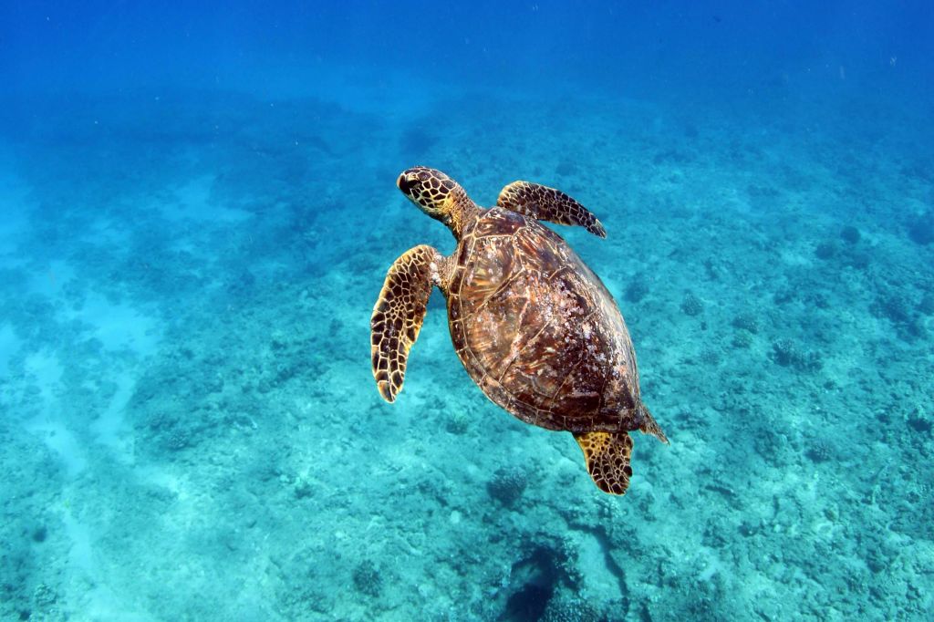 크리스탈 클리어 블루 워터스