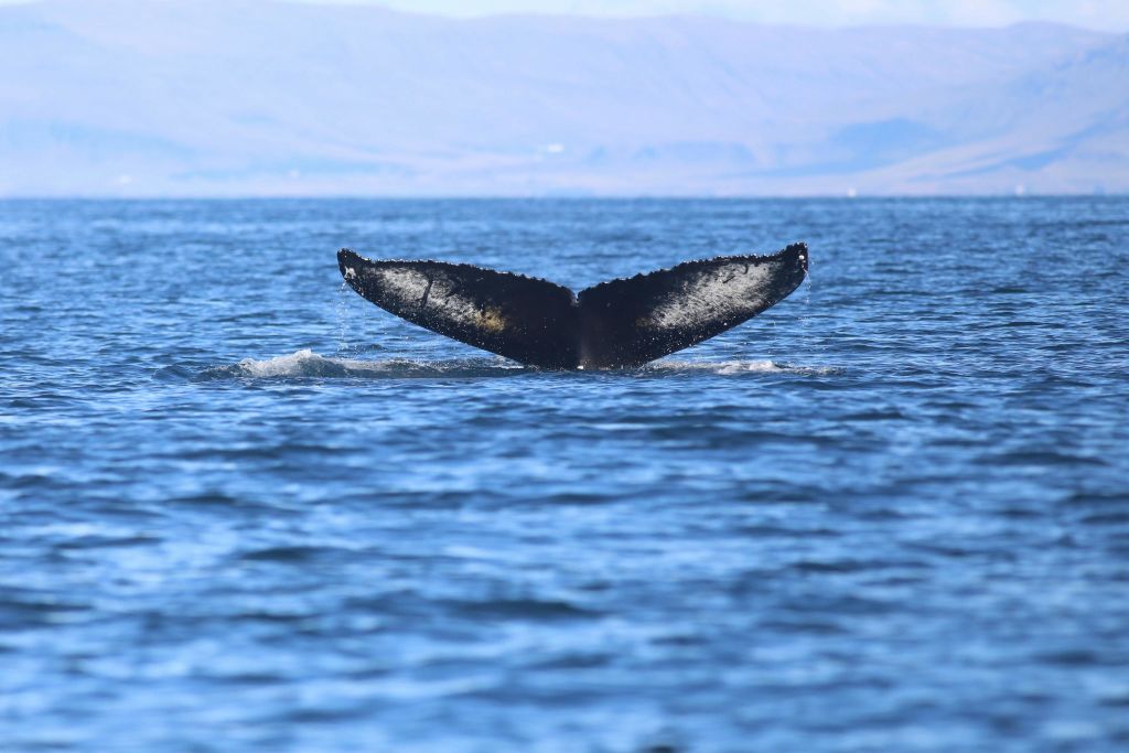 고래 관찰 투어