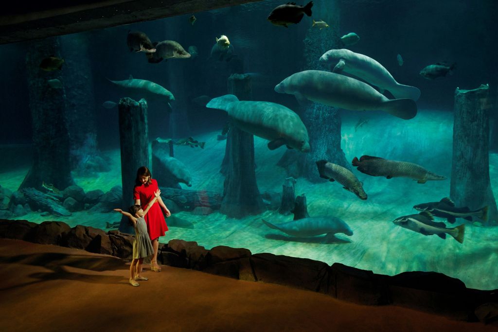 두 사람은 수족관 유리를 통해 대형 수중 동물을 감상하며, 매너티와 물고기가 깊고 푸른 물 탱크에서 헤엄치고 있습니다.