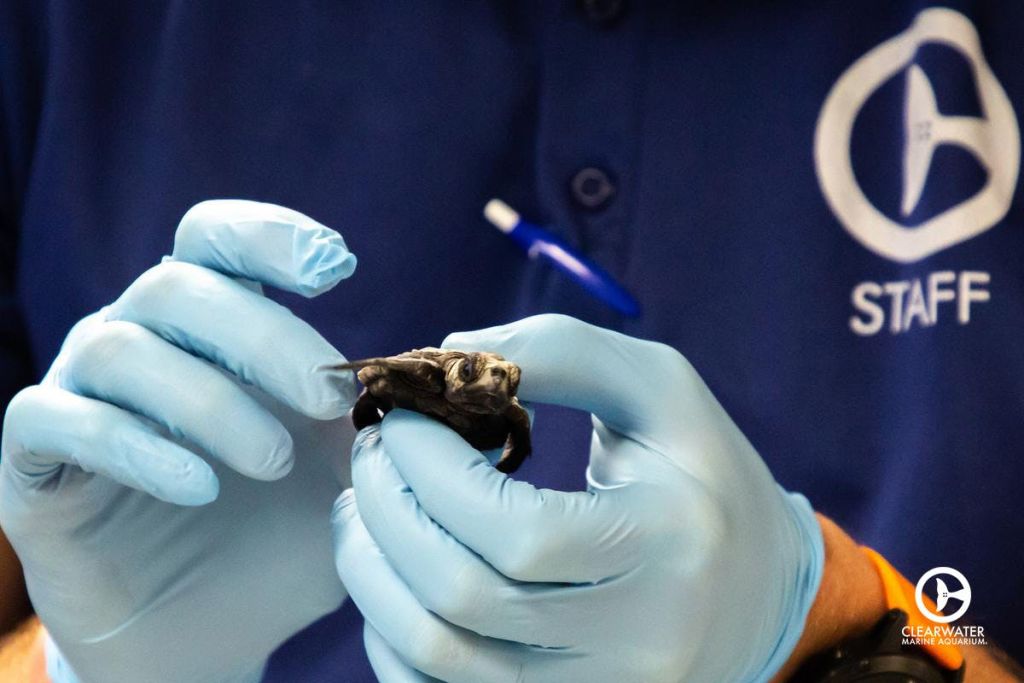 장갑을 낀 손은 파란색 셔츠와 펜 포켓을 배경으로 작고 어두운 색의 거북이를 부드럽게 잡고 있습니다.