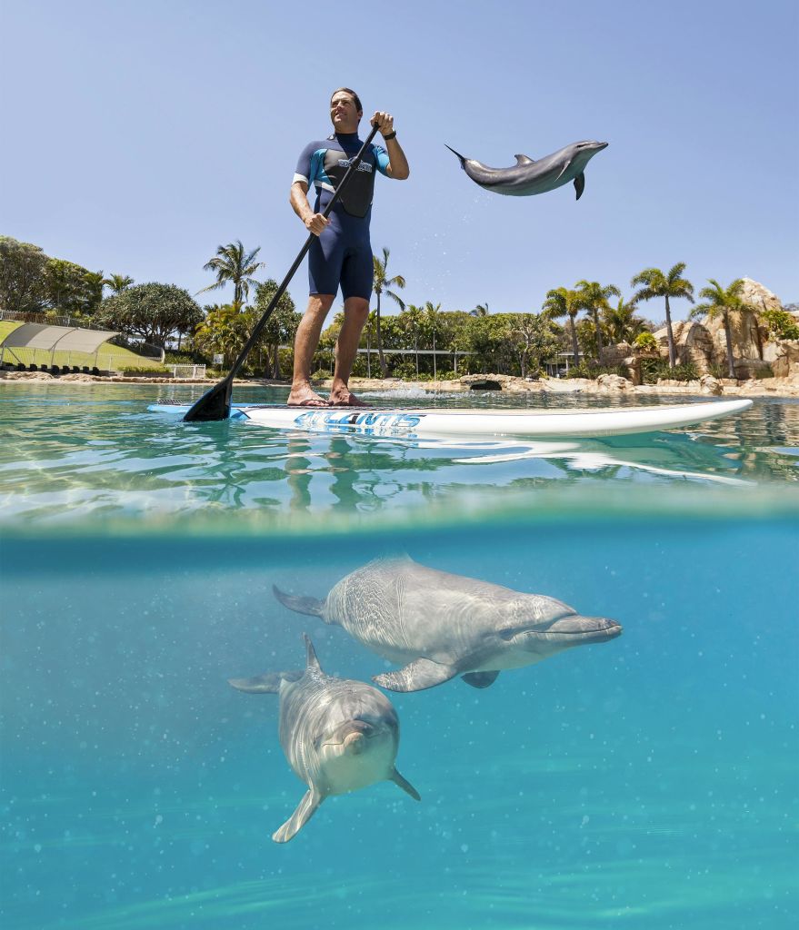한 남성이 공중에서 뛰어오르는 돌고래와 아래에서 헤엄치는 두 마리의 돌고래와 함께 맑은 물에서 패들보드를 타고 있습니다.