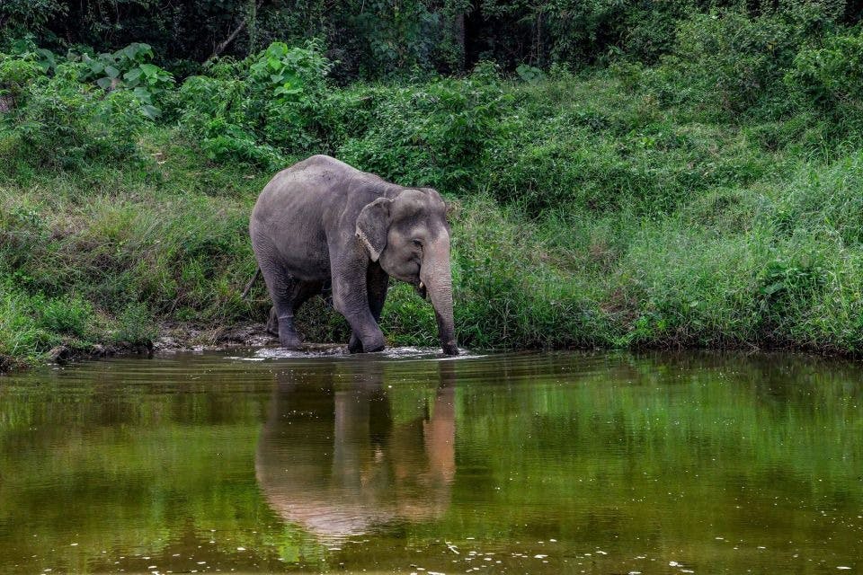 An elephant playing in the water