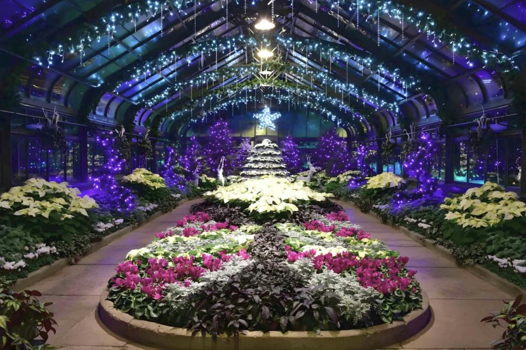 특별한 겨울 꽃 디스플레이 보기