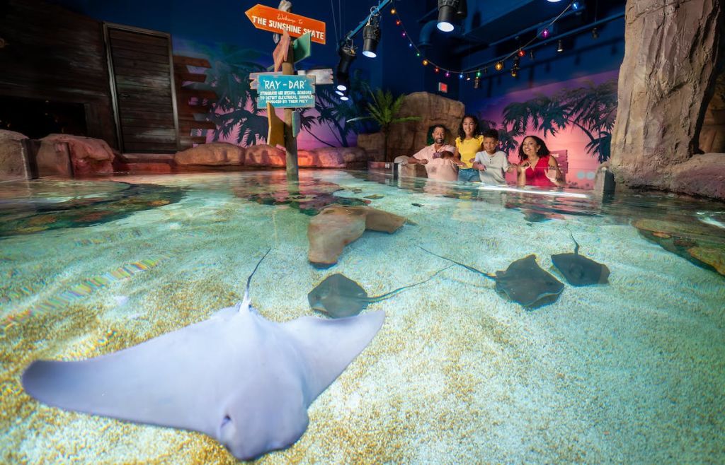 4인 가족이 수족관 터치 탱크에서 화려한 조명과 열대 테마의 장식을 배경으로 가오리를 관찰합니다.