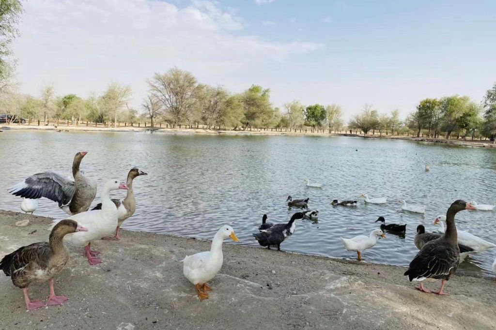 두바이 오리엔트 투어 - 일출 사막 사파리