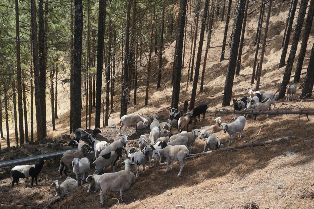 경사진 숲이 우거진 언덕 위에는 희박한 소나무와 마른 갈색 풀이 무성한 염소 떼가 풀을 뜯고 있습니다.