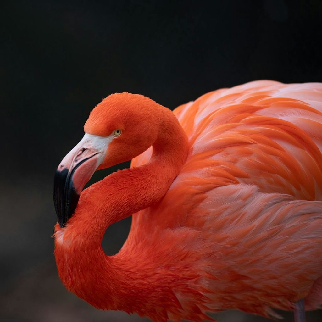 구부러진 목과 검은 끝 부리가 있는 생동감 넘치는 오렌지 플라밍고가 어두운 배경에 서 있습니다.