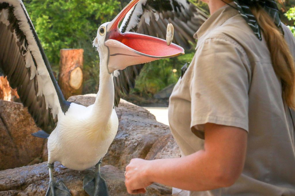 와일드 스카이 무료 비행 조류 쇼